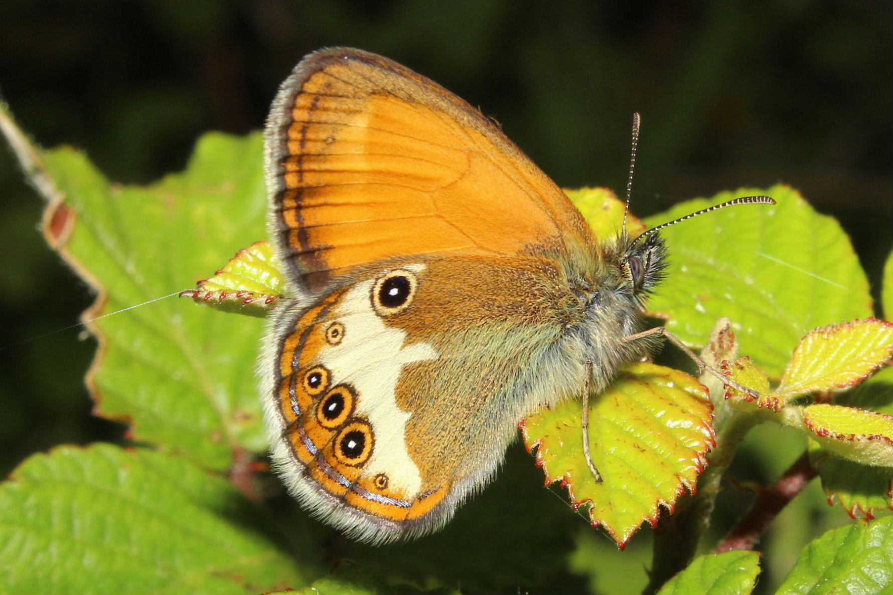 Farfalla da determinare  Coenonympha arcania